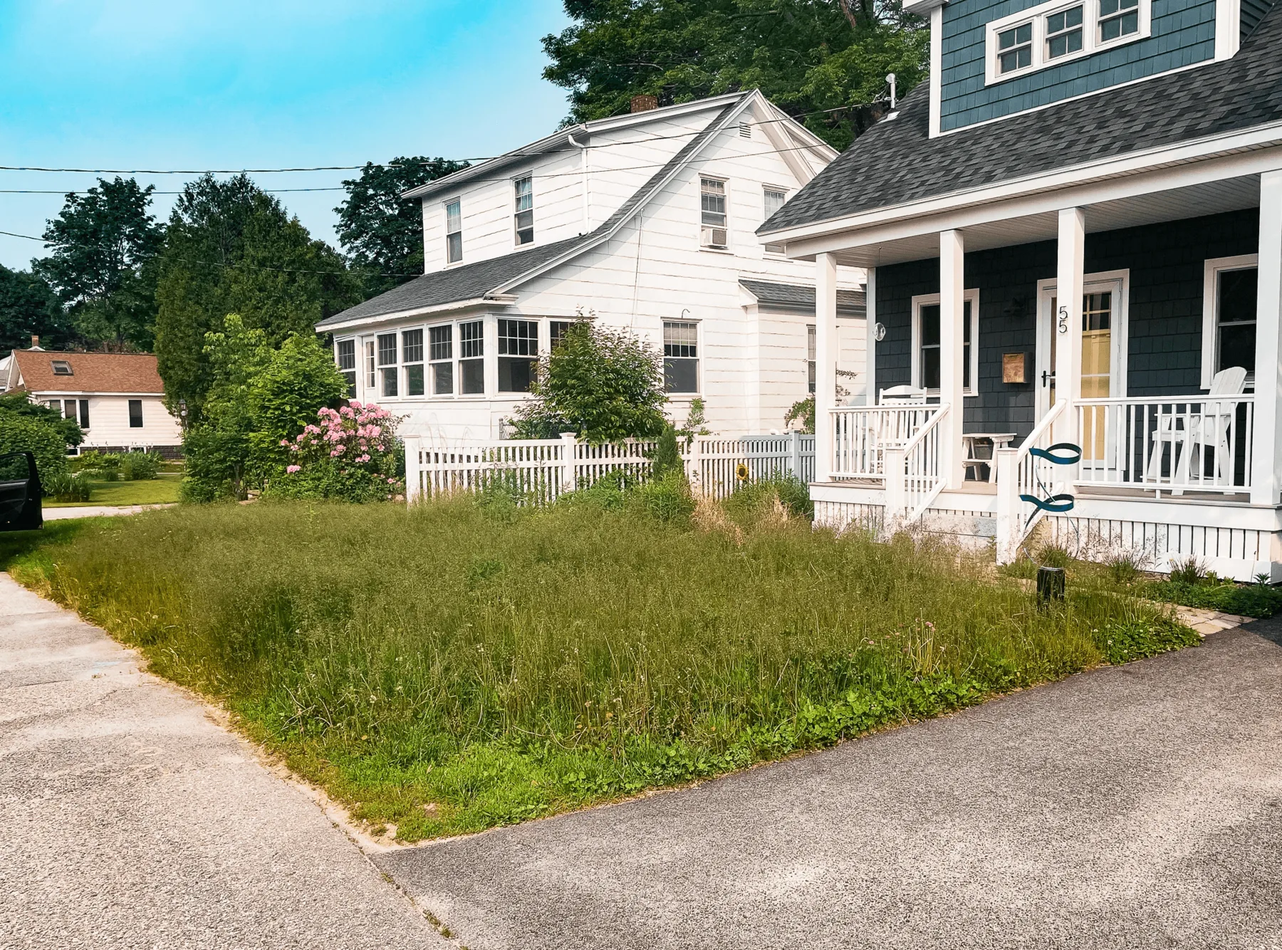 Overgrown landscape before work